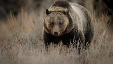 orsa grizzly famosa