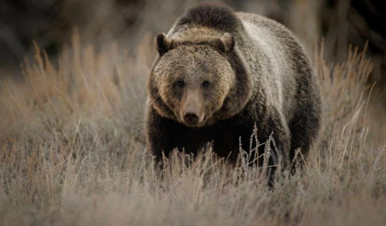 orsa grizzly famosa