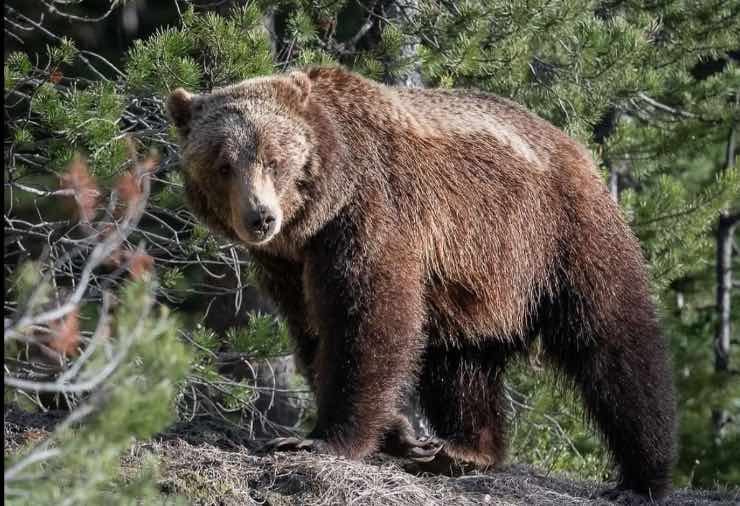 orsa grizzly morta